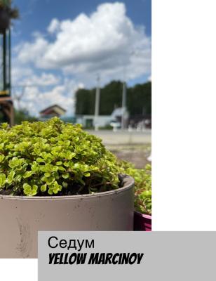 Седум (очиток) Yellow Marcinoy. Контейнер с1