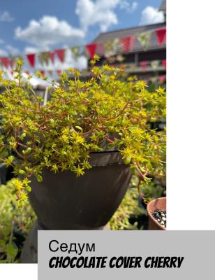 Седум (очиток) Cover Chocolate Chtrry. Контейнер с1