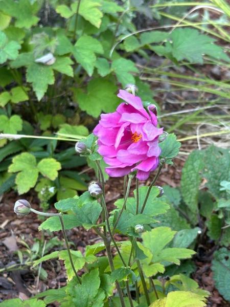 Анемона японская Принц Хейнрих , контейнер С2л