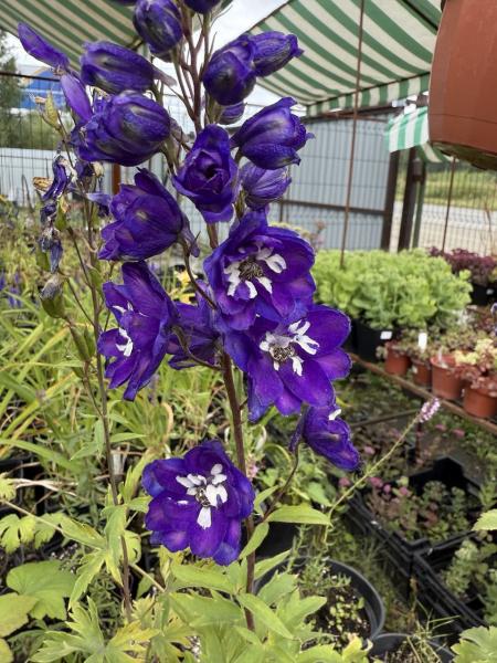 Дельфиниум Пацифик Кинг Артур, конт с2 ег