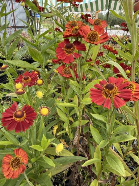 Гелениум Рубинцвейг. Контейнер с2