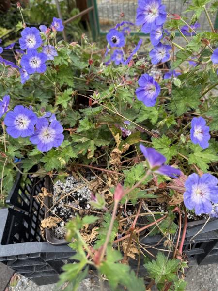 Гераниум гибридная розанна,конт 2/3л