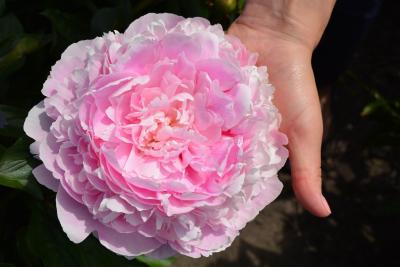 Пион Sorbet (Ф), контейнер с2