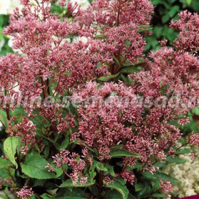 Посконник Фантом, с2