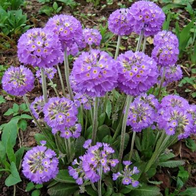 ПРИМУЛА ДЕНТИКУЛЯТА СИРЕНЕВЫЙ (DENTICULATA LILAC) конт с1 NCL