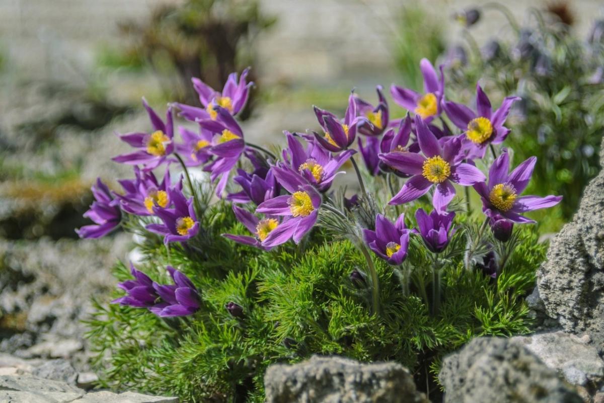 ПРОСТРЕЛ ВИОЛЕТ БЕЛЛЗ (VIOLET BELLS) конт с2 NCL