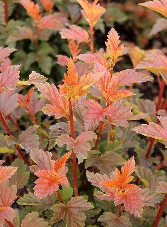 Пузыреплодник zdechovice, С3