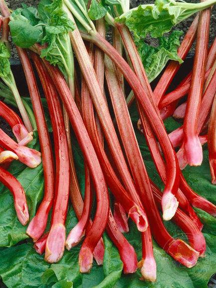 Ревень rhabarbarum Canada Red, контейнер с2 фр