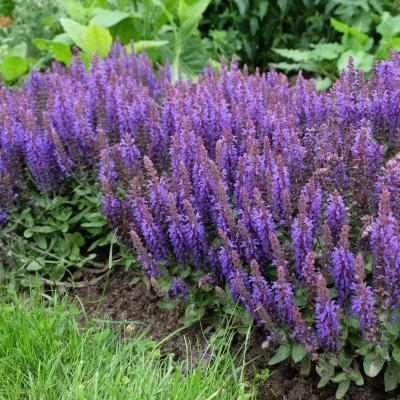 Сальвия Блю Букетта (nemorosa), конт2л