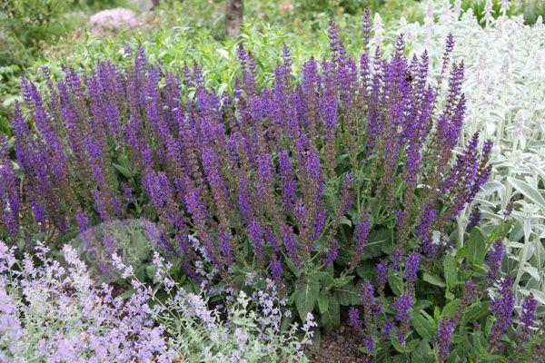 Сальвия Карадонна (nemorosa), конт 2л