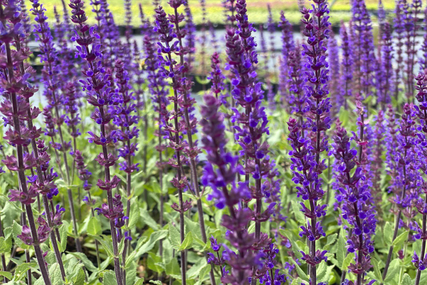 Сальвия Карадонна (nemorosa), конт 2л