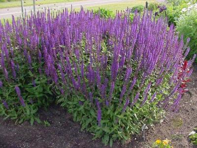 Сальвия Карадонна (nemorosa), конт 2л