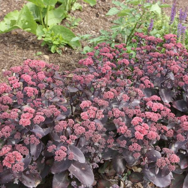 Седум гибридный Karfinkuelstein, c2