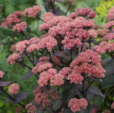 Седум гибридный Karfinkuelstein, c2