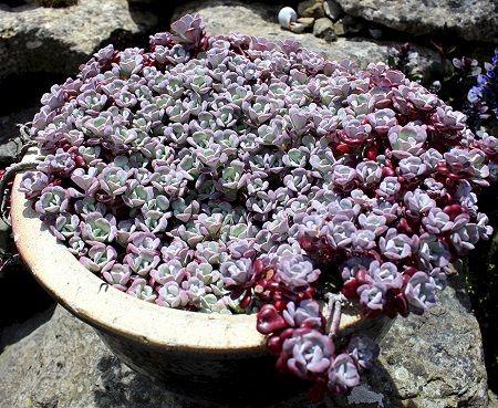 Седум (очиток) ложный Purpureum конт п9
