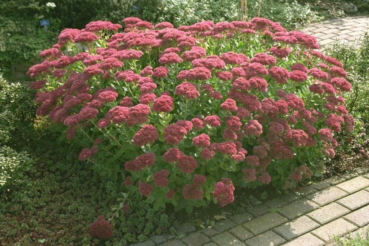 Седум (очиток) видный Herbstfreude c2.5