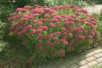 Седум (очиток) видный Herbstfreude c2.5