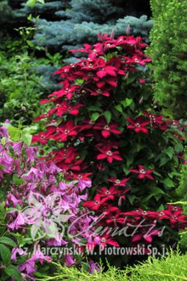 Клематис гибридный Эрнест Маркхем, с2