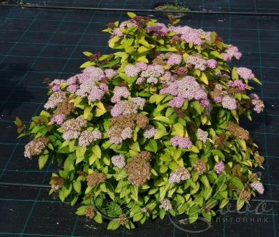 Спирея японская Пинк энд голд (Pink &Gold), с3
