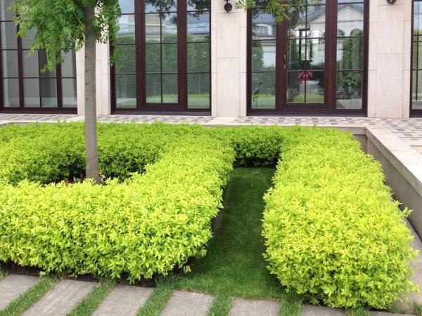 Спирея Голден Принцесс. Контейнер п9