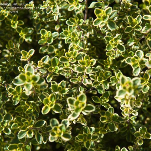 Тимьян Мистик лемон (Mystic Lemon), с2