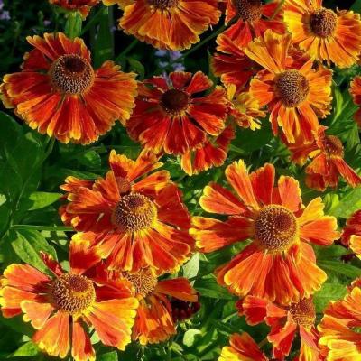 Гелениум Вальтраут , контейнер  с2