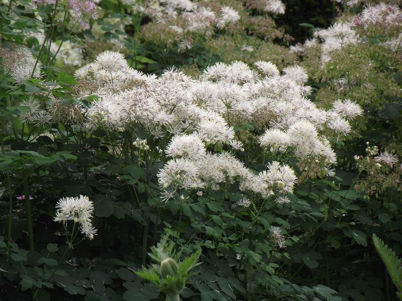 Василистник aquilegifolium Album (Ф), контейнер с2