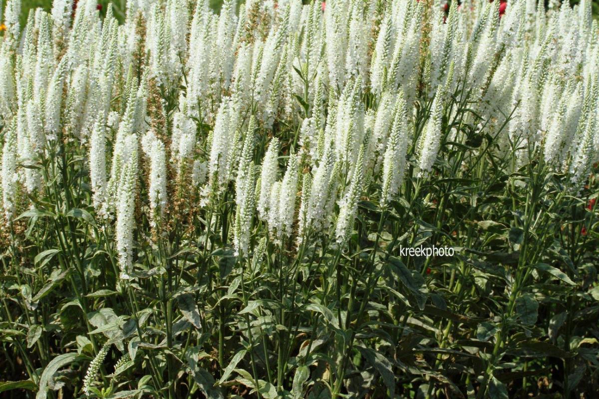 Вероника longifolia Schneeriesin (Ф), контейнер с2