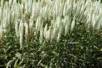 Вероника longifolia Schneeriesin (Ф), контейнер с2