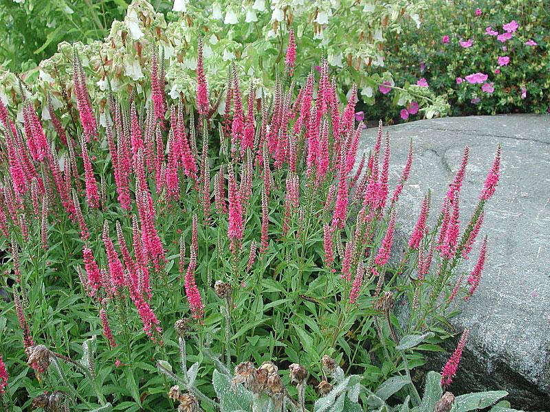 Вероника spicata Rotfuchs (Ф), контейнер с2