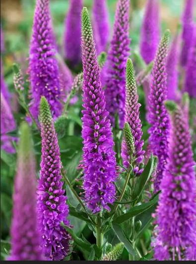 Вероника Пурплешес Veronica Purpleicious , с2