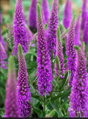 Вероника Пурплешес Veronica Purpleicious , с2