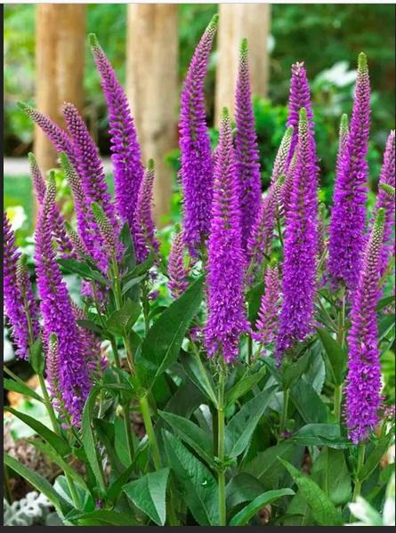 Вероника Пурплешес Veronica Purpleicious , с2