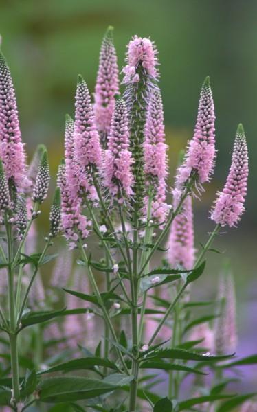 Вероника Фест Чейс. Контейнер с1