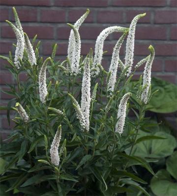 Вероника Фест Леди. Конт с1 Г