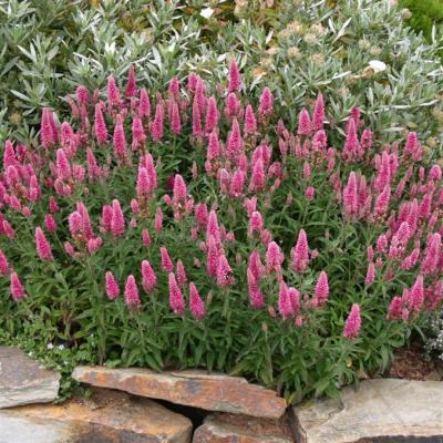 Вероника Хайдекинд , контейнер С1, Г