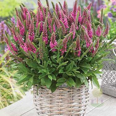 Вероника колосковая Бабблгам Кэндлз, с1 Г