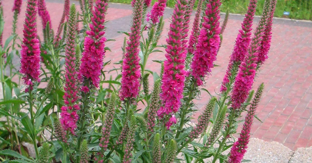 Вероника колосковая Rosy Red, с2 Г