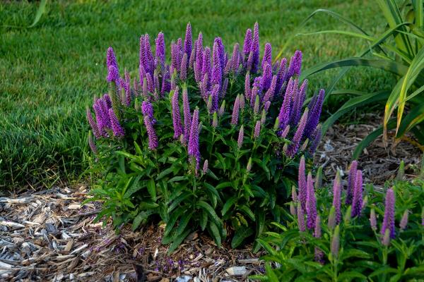Вероника Пурплешес Veronica Purpleicious , с2