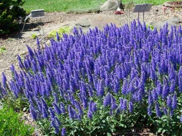 Вероника spicata Nana Blauteppich, контейнер с1 Г