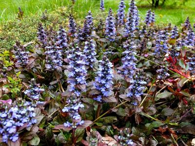 Аюга Живучка ползучая Atropurpurea ,с2