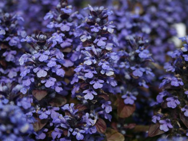 Аюга Живучка ползучая Atropurpurea ,с2